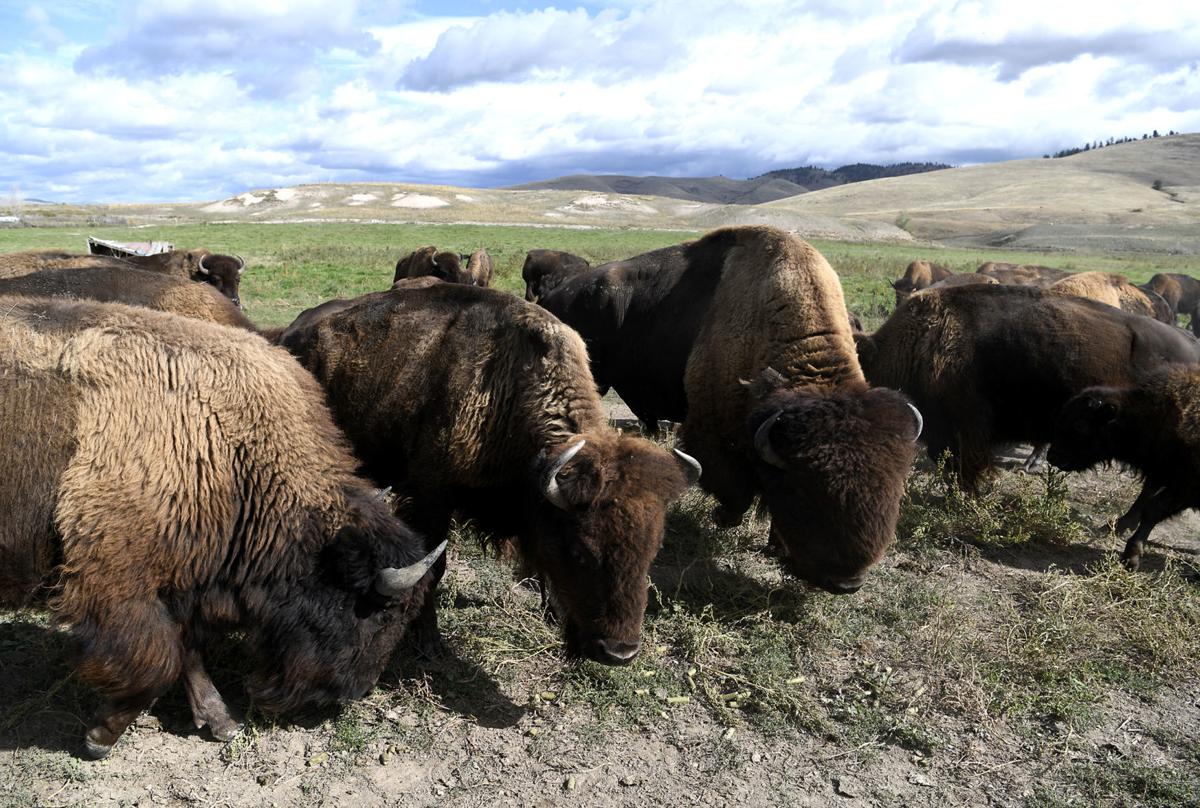 Differences Between Bison and Beef - Bison Ranch