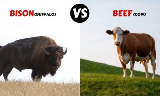 shocking truth about bison vs beef