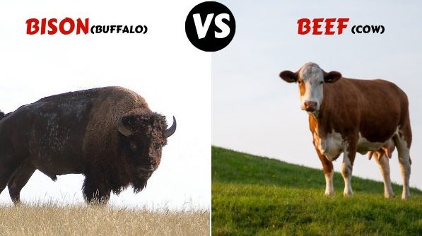 shocking truth about bison vs beef