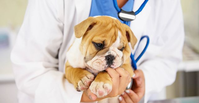 vet hospital in Encino