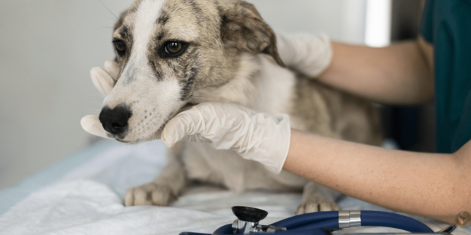 dog vaccination in Encino