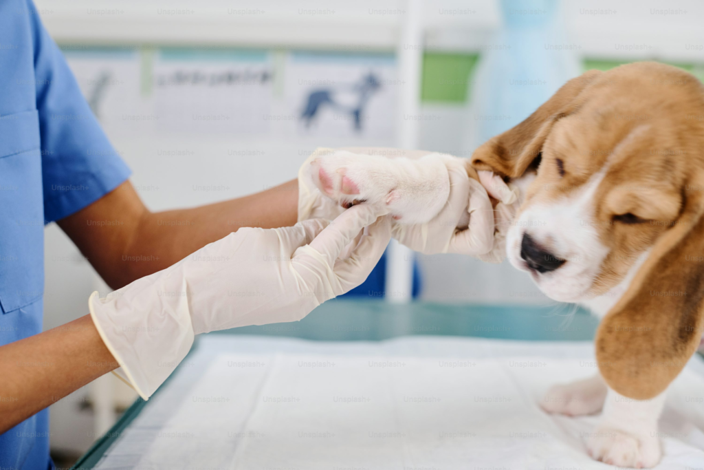 veterinary doctor in Encino