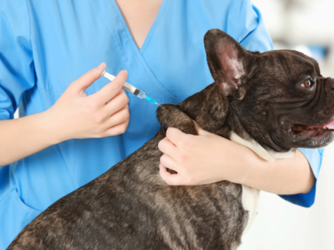 Pet vaccination in Encino