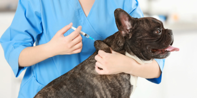 Pet vaccination in Encino