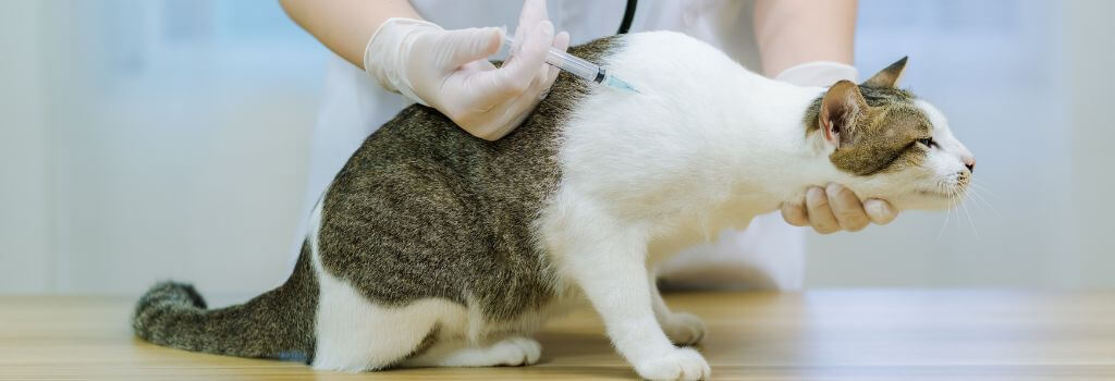Cat Vaccination in Encino