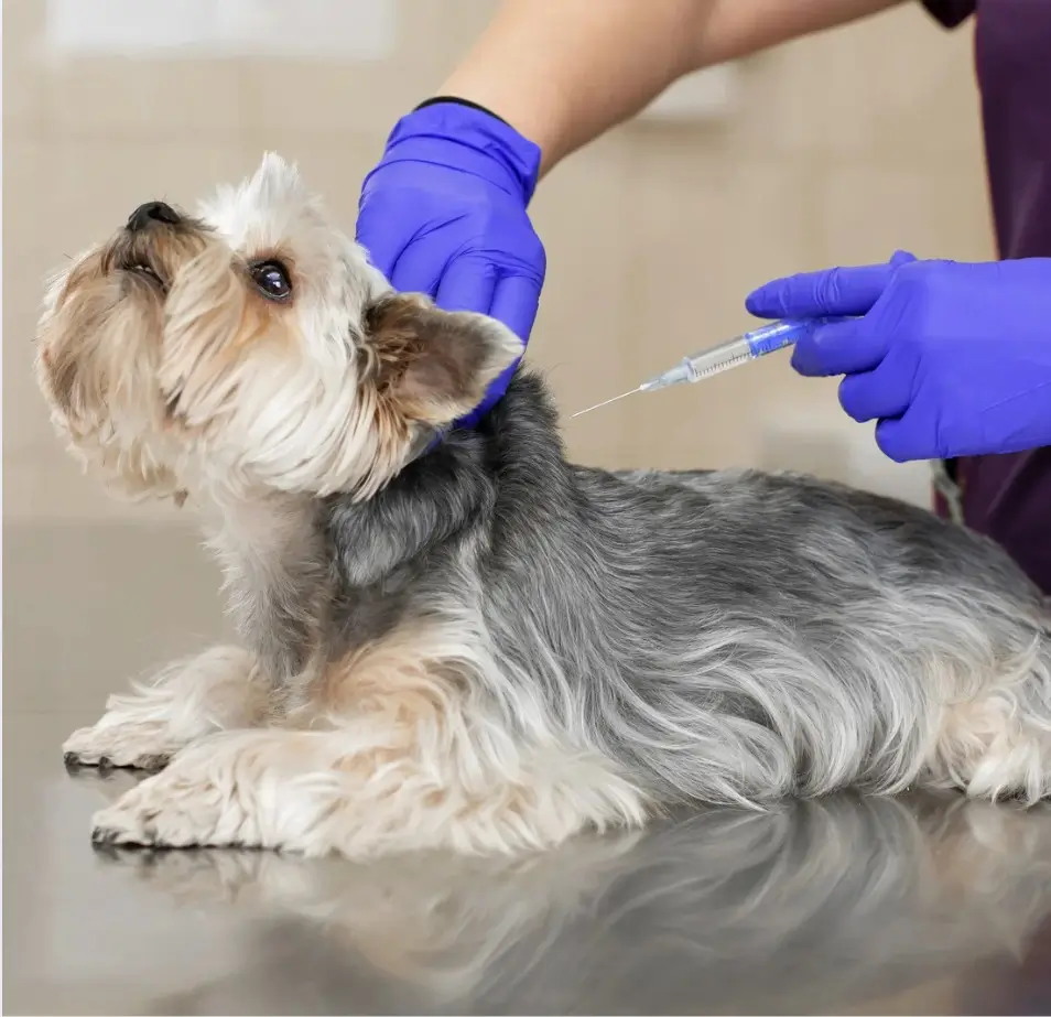Dog Vaccination in Encino